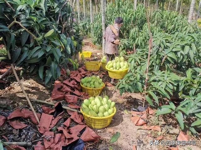 金煌芒果产地是哪里，金煌芒果的特点口感（海南金煌芒）