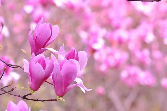 花，花好月圆人长久（72种鲜花欣赏图片）