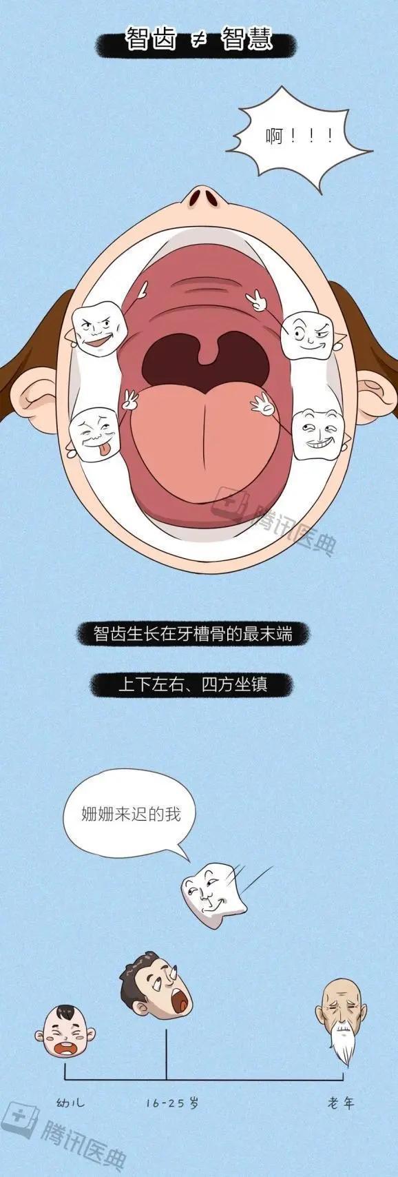 智齿长在哪个位置，智齿长在哪里（会对身体造成什么影响）