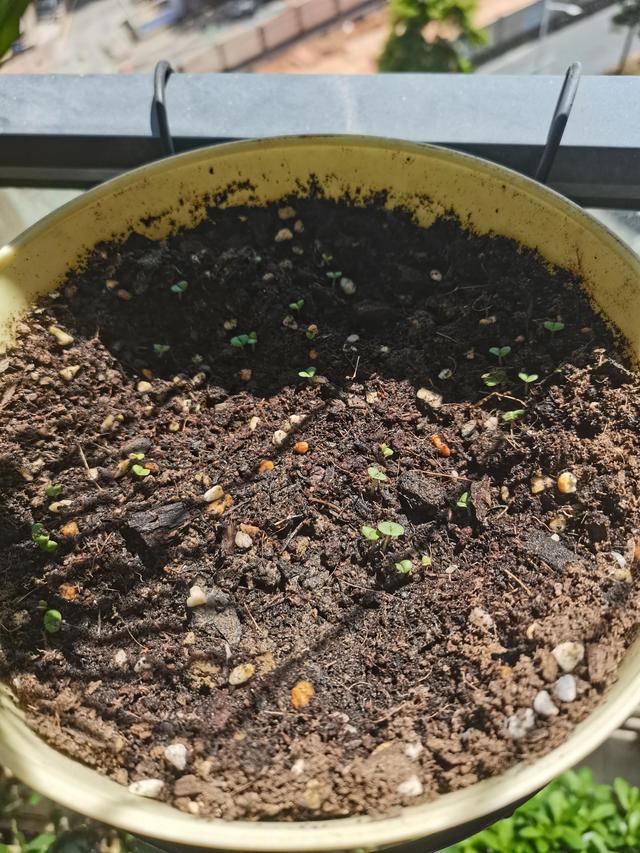 荆芥种子，今年在深圳实现荆芥自由（荆芥的种植方法）