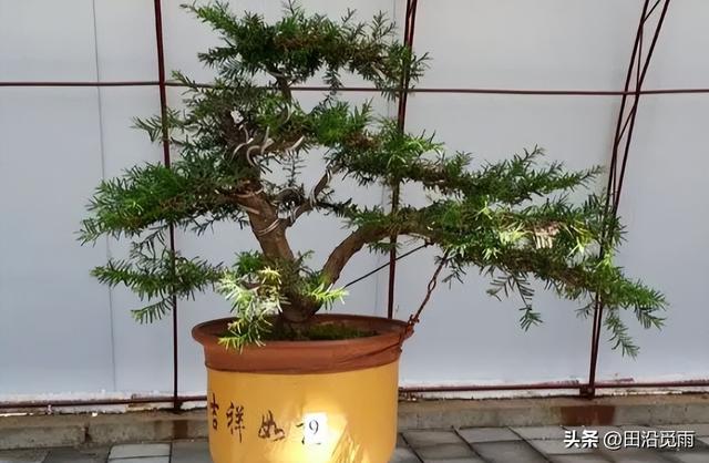 红豆杉修剪方法图解，红豆杉的修剪（临水、悬崖、斜干、曲干最漂亮）