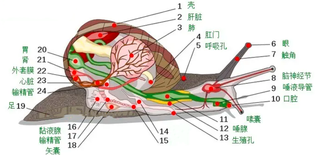 蜗牛身体构造图片