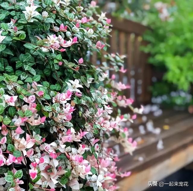 什么花没叶子，什么花没叶子?（10种不喜欢晒太阳的花）