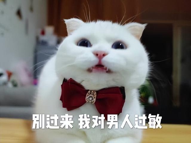 猫咪被打后难过的表现，猫被打后心情是怎样的（劝你别冲动就打猫）