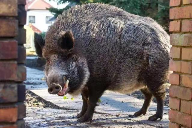 1,先简单了解一下野猪