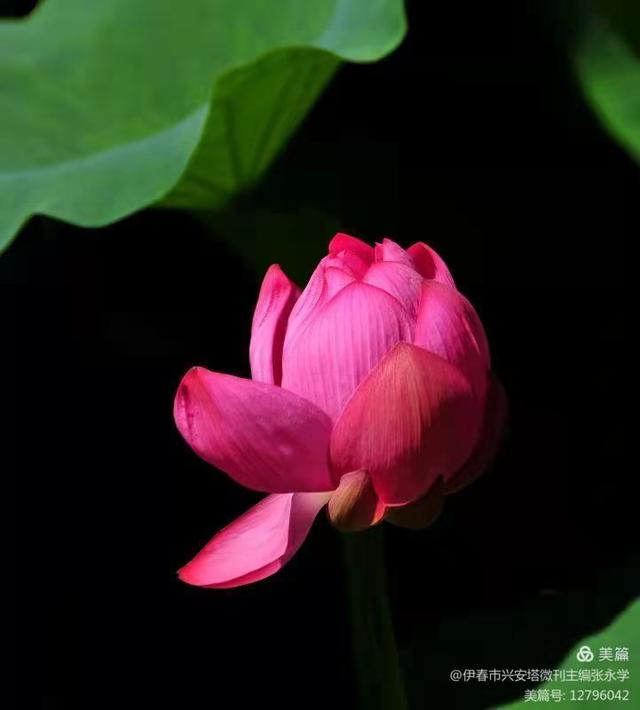 绿色军衣的歌词，绿色军衣歌词（铁十四师战友《辞旧迎新》网上联欢晚会专辑）