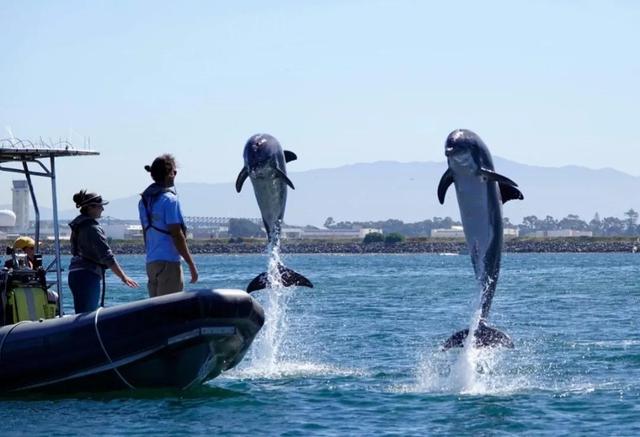 经过训练的海豚会干什么，海豚是怎么被训练的（战斗民族培训的战斗“海豚”）