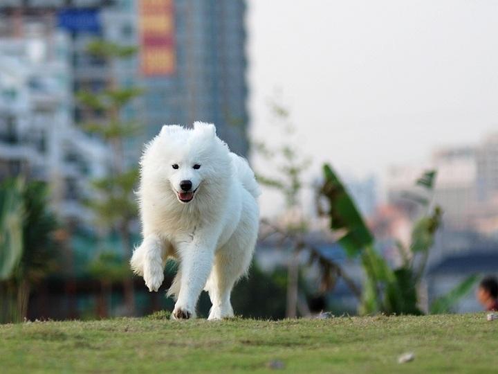 萨摩每月吃狗粮多少钱 萨摩吃的狗粮