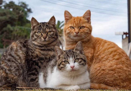 猫咪的品种有哪些，什么猫咪好看又好养