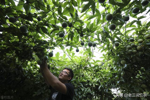 百香果的种植方法，百香果种植时间和方法（教你怎样种百香果树）