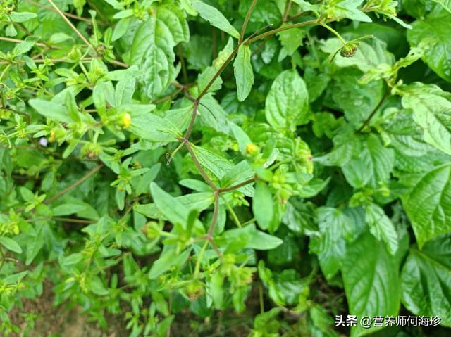 豨莶草的功效与作用，老人却称为“风湿草”