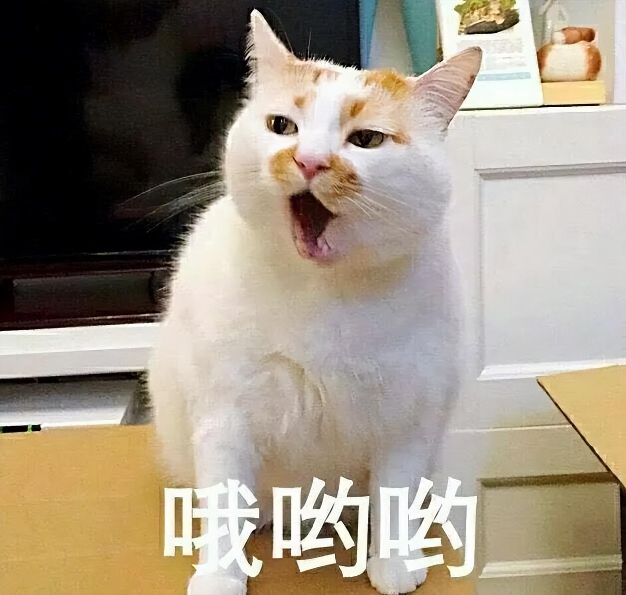 刚断奶小猫一次吃多少粒猫粮 断奶后的小猫一天喂几次