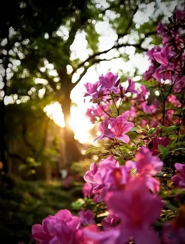 梅花象征什么，梅花象征什么青松象征什么雪花象征什么（中国十大名花排行榜）