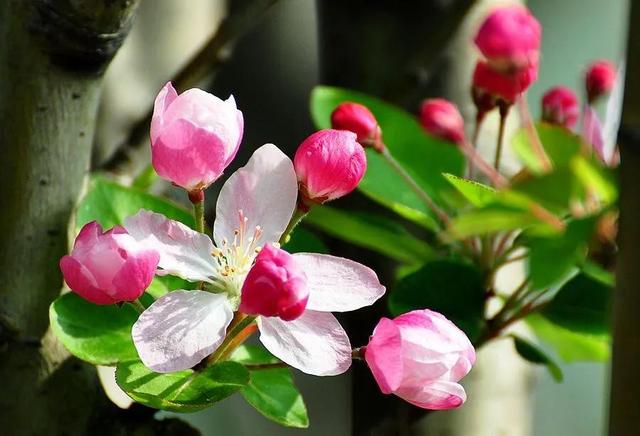 西府海棠图片，西府海棠～花苞胭脂点点（西府海棠）