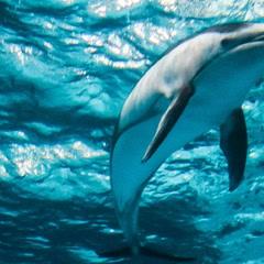 青岛景点介绍，青岛旅游景点介绍大全（10个推荐景点及周边玩法攻略）