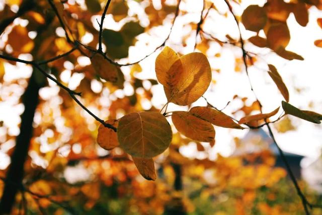 描写秋天凉快的成语，有秋的成语（这30个关于秋的成语）