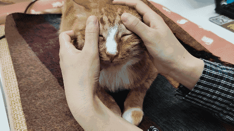 怎样抱猫咪最舒服，怎样抱猫咪最舒服图片（史上最全猫咪按摩宝典）