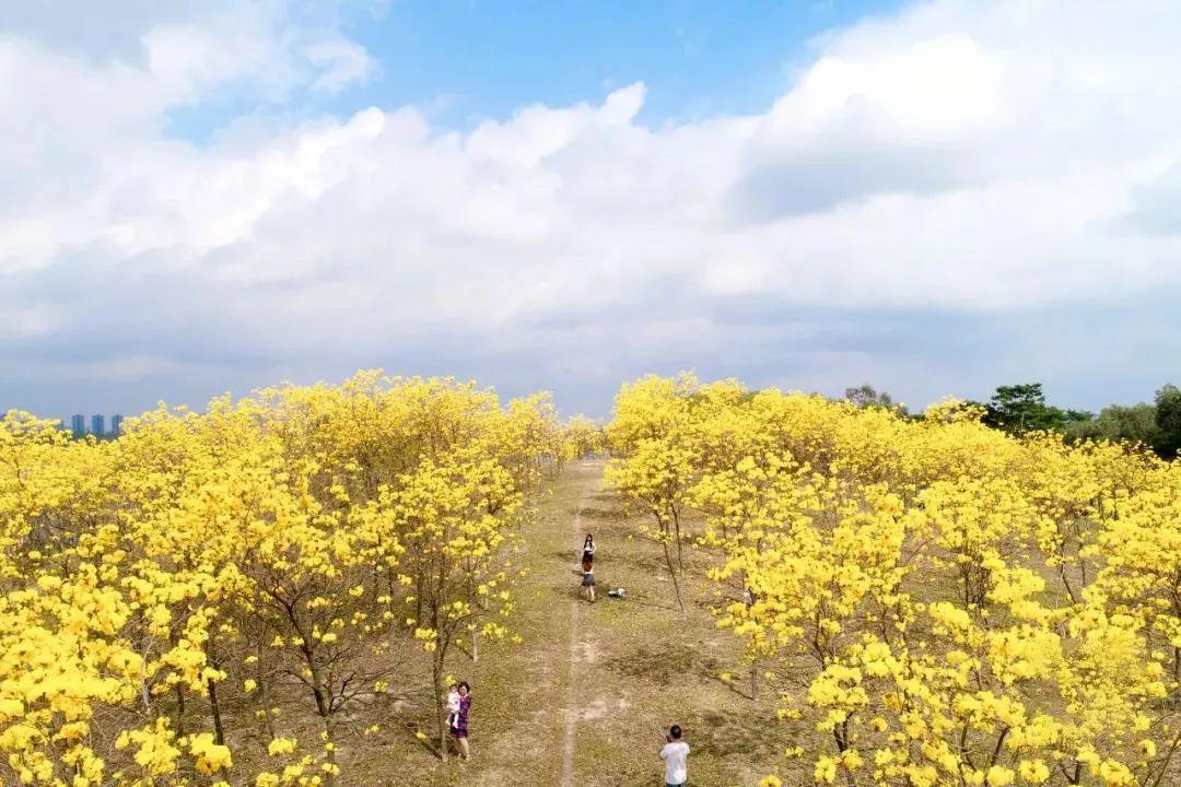 东莞自驾一日游更佳景点，打卡松山湖黄花风铃木+水濂山森林公园