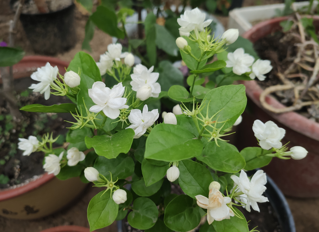 清新花香调香水排行榜，11种“香水花”