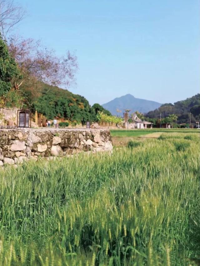 从化旅游景点大全，从化一日游旅游攻略大全（打卡吕田鹰嘴桃花+罗洞工匠小镇麦浪+莲麻小镇）