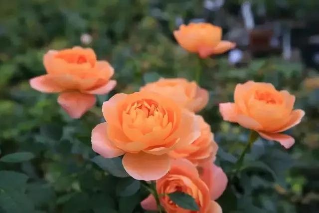 免打扰模式怎么设置，手机免打扰模式在哪里设置（手机免打扰模式开启）