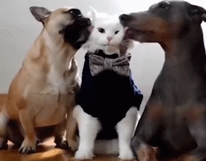 狗什么时候配对时间最好，狗狗什么时候配种最好（狗狗在配种时“哭天抢地”）