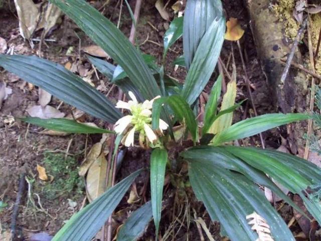 鲜花的花语和花的数目的寓意，鲜花数量的寓意（100种迷人的“数字花”）