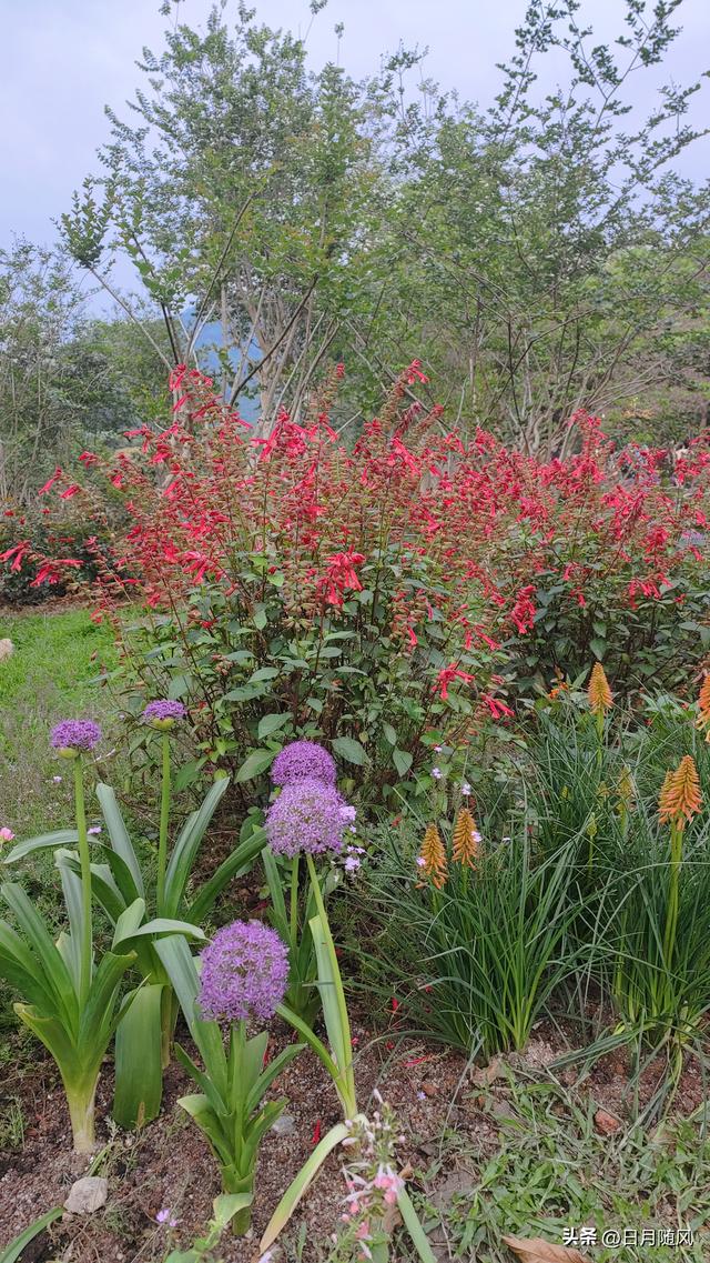 深圳市仙湖植物园，深圳仙湖植物园适合夏天逛吗（深圳仙湖植物园现场实拍图来了）