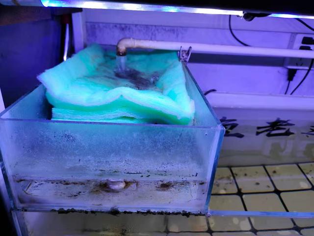 鱼缸养水的正确方法，鱼缸养水的正确方法视频（而是要明白困水和养水的道理）
