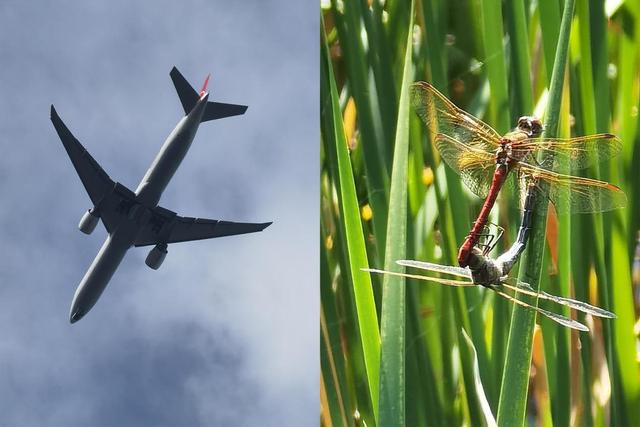 长焦是什么意思，长焦镜头是什么意思（告诉你长焦有多重要）