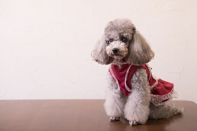 成年贵宾狗食量多少 贵宾犬食量