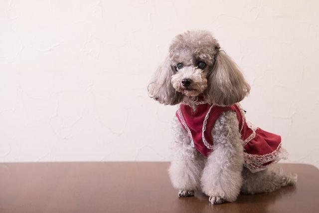 如何科学的给贵宾犬喂狗粮，贵宾犬自制狗粮（如何养好一只贵宾犬）