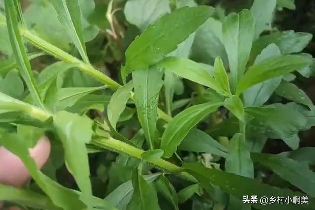 小蓬草有什么用处，老一辈叫“肠炎草”