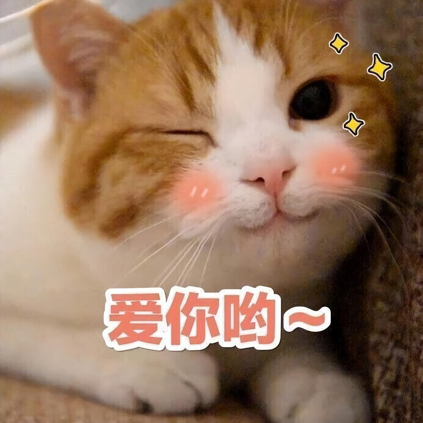 刚断奶小猫一次吃多少粒猫粮 断奶后的小猫一天喂几次