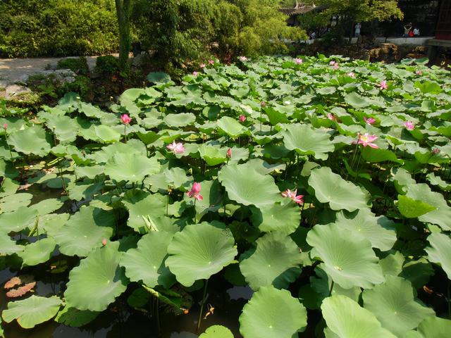 描述拙政园里的石舫，对拙政园的描写（金秋荷香——苏州拙政园<十>）