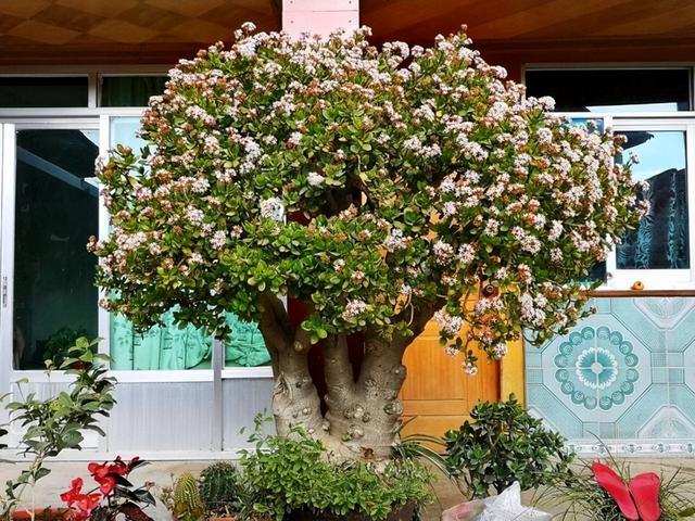 什么花象征长寿，什么花象征长寿之花（号称“养不死”的3种花卉）