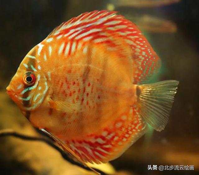 画什么最简单，怎样画画又简单又好看（4个圆形画出可爱的小鱼）