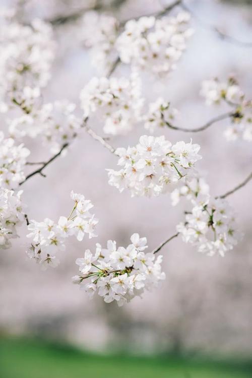 乐观心态的感悟，乐观心态的感悟800字作文（散文：在花开花落间）