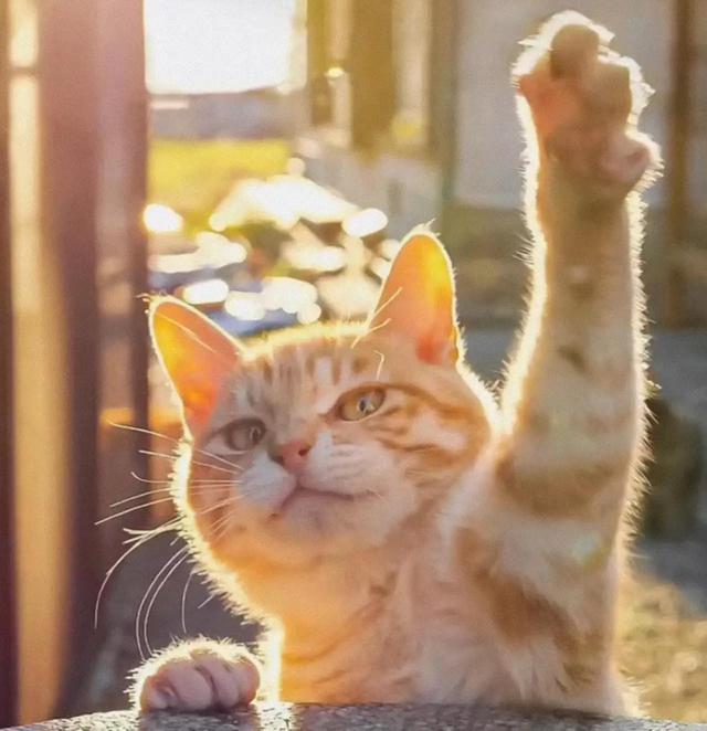 可爱的小动物图片，可爱的小动物头像微信（可爱的动物头像）