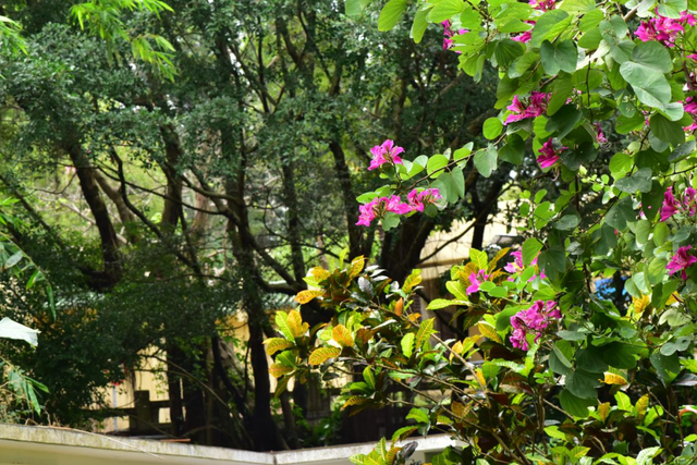 香港的市花是什么，香港市市花是什么（香港特别行政区的区花紫荆花是朵什么花）