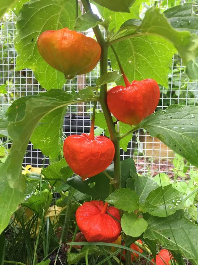 雪莲果图片，这13种水果因为名字被误解（雪莲果图片叶子图片）