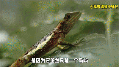 菠萝和凤梨是一样的吗，菠萝和凤梨是一样的吗图片（凤梨还能做罐头）