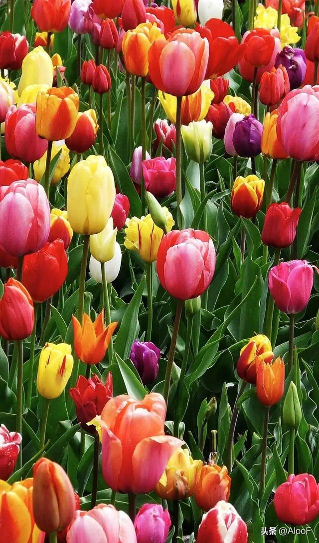 唯美鲜花背景图,唯美鲜花背景图片(唯美 , 鲜花壁纸高清图)