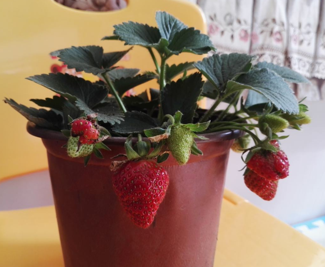 草莓树图片真实，草莓树长什么样子图片（草莓苗一年一换）