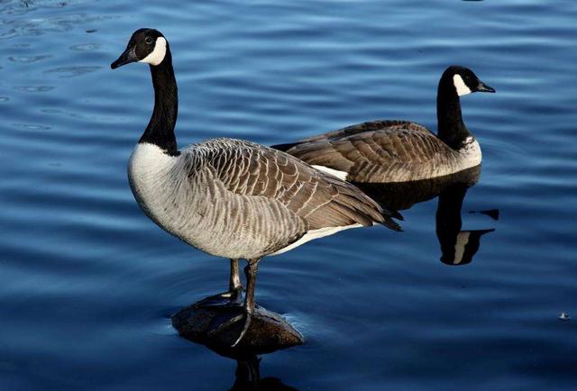 大雁和鹅的区别，大雁和鹅的区别是什么（鹅的真实面貌超出大家的想象）