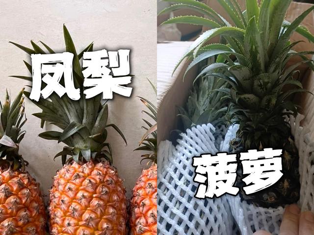 菠萝和凤梨的区别，菠萝和凤梨的区别你知道吗（菠萝和凤梨是不是同一种水果）