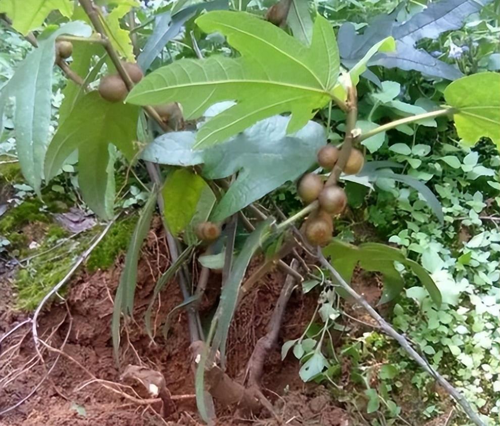 五指毛桃图片,五指毛桃也叫广东人参 - 以定网