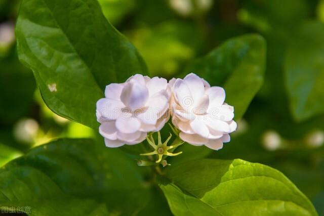 茉莉花可以泡茶吗，茉莉花茶哪个好喝（却不适合“在家”养）