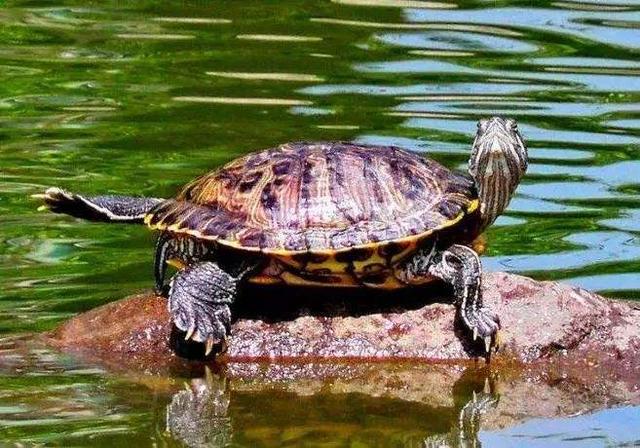 巴西龟可以吃吗，自养的巴西龟能吃吗（巴西龟在我国泛滥成灾）