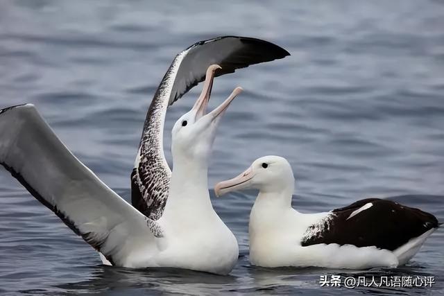 世界上最大的蛋，世界上产蛋最大的鸟是什么（这些新西兰的“神奇宝贝”）